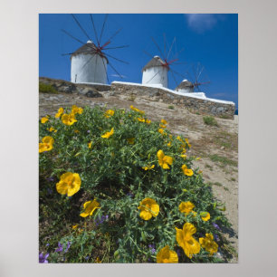 Griekenland, Cycladen, Mykonos, Bloemen in de buur Poster