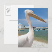 Griekenland, de Cycladen, Mykonos, Pelican over Briefkaart (Voorkant / Achterkant)