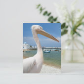 Griekenland, de Cycladen, Mykonos, Pelican over Briefkaart (Staand voorkant)