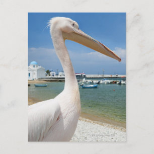 Griekenland, de Cycladen, Mykonos, Pelican over Briefkaart