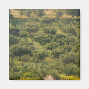 GRIEKENLAND, Ionische Eilanden, KEFALONIA, Havriat Magneet