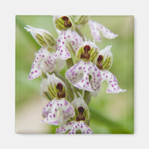 Griekenland, Kreta. Orchidee in bloei Orchis Magneet