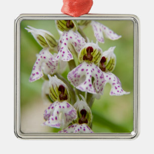 Griekenland, Kreta. Orchidee in bloei Orchis Metalen Ornament