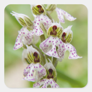 Griekenland, Kreta. Orchidee in bloei Orchis Vierkante Sticker