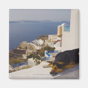 Griekenland, Santorini Island, Oia City, hond die Magneet