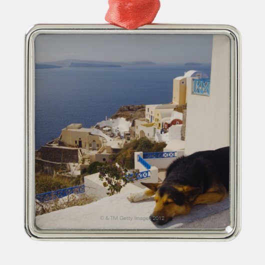 Griekenland, Santorini Island, Oia City, hond die  Metalen Ornament (Voorkant)