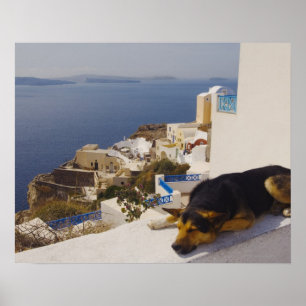 Griekenland, Santorini Island, Oia City, hond die  Poster