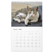 Griekse katten - snapshots van de kleine metgezell kalender (Jan 2026)