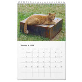 Griekse katten - snapshots van de kleine metgezell kalender (Feb 2026)