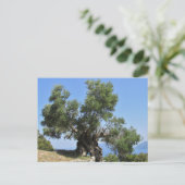 Griekse olijventeelt (Kefalonia) Briefkaart (Staand voorkant)