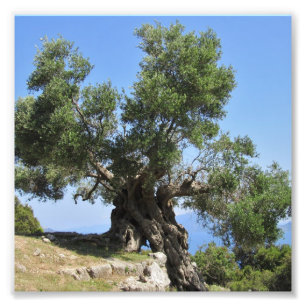 Griekse olijventeelt (Kefalonia) Foto Afdruk