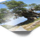 Griekse olijventeelt (Kefalonia) Foto Afdruk (Hoek)