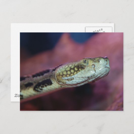 griezelig briefkaart (Voorkant / Achterkant)