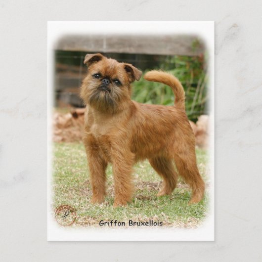 Griffon Bruxellois 9Y406D-078 Briefkaart (Voorkant)