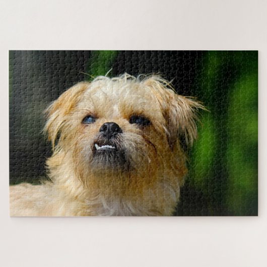 Griffon hond Legpuzzels. Legpuzzel (Horizontaal)