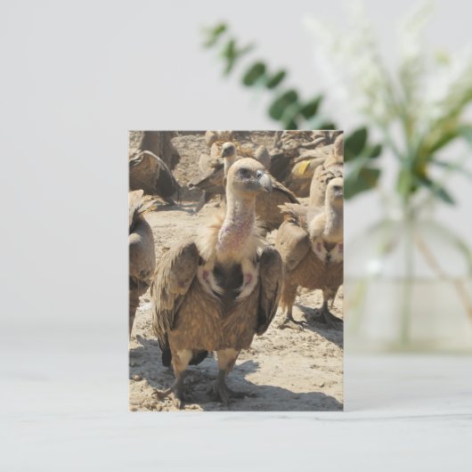 Griffon Vulture Briefkaart (Staand voorkant)