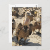 Griffon Vulture Briefkaart (Voorkant / Achterkant)
