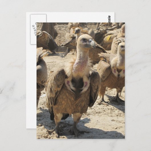 Griffon Vulture Briefkaart (Voorkant / Achterkant)