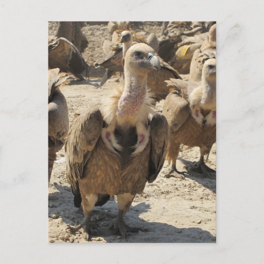 Griffon Vulture Briefkaart (Voorkant)