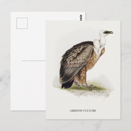 Griffon Vulture Briefkaart (Voorkant / Achterkant)
