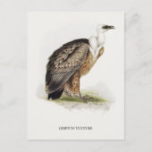 Griffon Vulture Briefkaart (Voorkant)