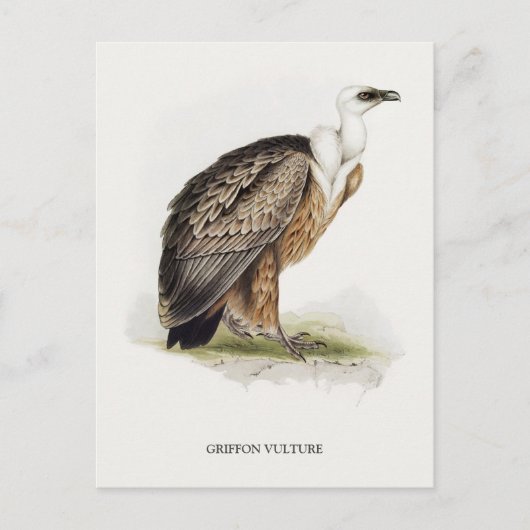 Griffon Vulture Briefkaart (Voorkant)