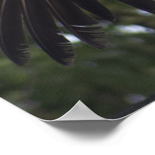 Griffon Vulture Poster (Hoek)