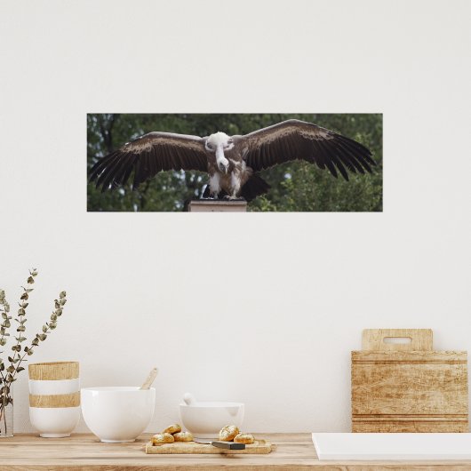 Griffon Vulture Poster (Keuken)