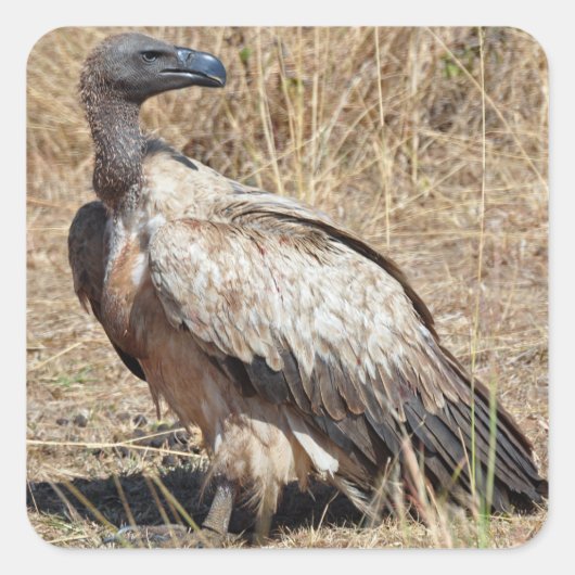 Griffon Vulture Sticker (Voorkant)