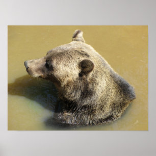 Grijpbeer gaat zwemmen poster
