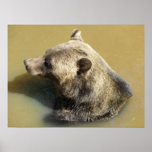 Grijpbeer gaat zwemmen poster (Voorkant)