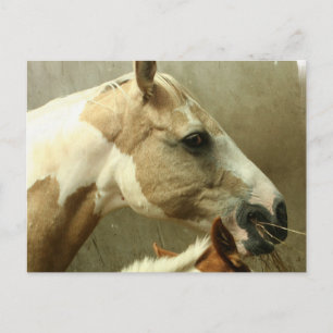 Grijs Briefkaart van het paard Eventing