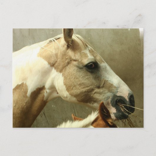 Grijs Briefkaart van het paard Eventing (Voorkant)