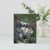 Grijs Bruine Witte Kat met Groene Ogen Briefkaart (Staand voorkant)