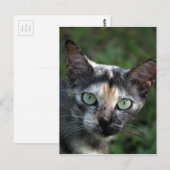 Grijs Bruine Witte Kat met Groene Ogen Briefkaart (Voorkant / Achterkant)