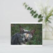 Grijs Bruine Witte Kat met Groene Ogen Briefkaart (Staand voorkant)