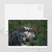 Grijs Bruine Witte Kat met Groene Ogen Briefkaart (Voorkant / Achterkant)