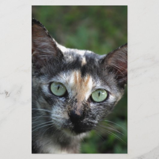 Grijs Bruine Witte Kat met Groene Ogen Briefpapier (Voorkant)