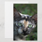 Grijs Bruine Witte Kat met Groene Ogen Briefpapier (Voorkant / Achterkant)