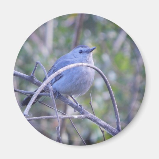 Grijs Catbird Safety Harbor Vogelliefhebbers Magneet (Voorkant)