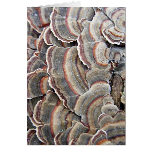 Grijs en Bourgogi Fungi Ripples (Voorkant)