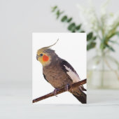 Grijs en Geel Cockatiel Pet Bird Kleur Foto Briefkaart (Staand voorkant)
