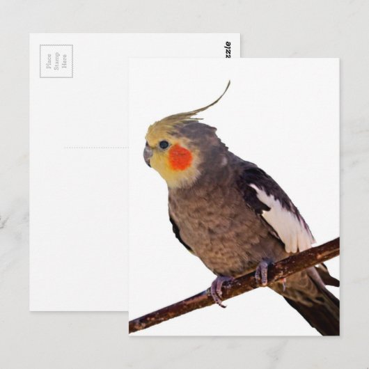 Grijs en Geel Cockatiel Pet Bird Kleur Foto Briefkaart (Voorkant / Achterkant)
