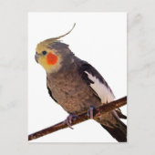 Grijs en Geel Cockatiel Pet Bird Kleur Foto Briefkaart (Voorkant)