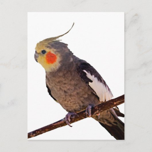 Grijs en Geel Cockatiel Pet Bird Kleur Foto Briefkaart (Voorkant)