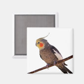 Grijs en Geel Cockatiel Pet Bird Kleur Foto Magneet (Voorkant / Achterkant)