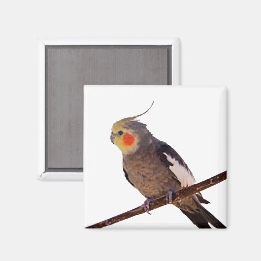 Grijs en Geel Cockatiel Pet Bird Kleur Foto Magneet (Voorkant / Achterkant)