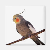 Grijs en Geel Cockatiel Pet Bird Kleur Foto Magneet (Voorkant)