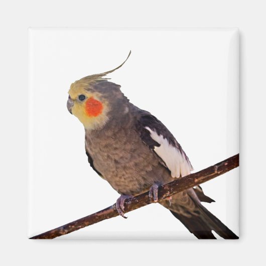 Grijs en Geel Cockatiel Pet Bird Kleur Foto Magneet (Voorkant)