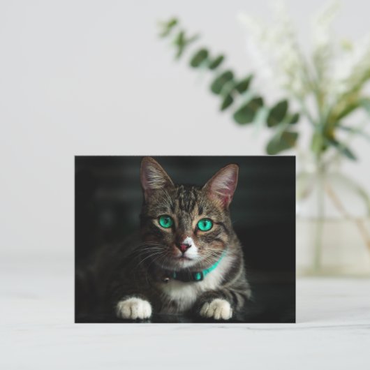 Grijs en wit katje met blauwe ogen en een matchend briefkaart (Staand voorkant)